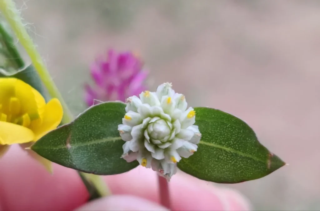 Aufgrund der heiligen Geometrie und Numerologie zeigen sich energetische Strukturen auch in der Natur.